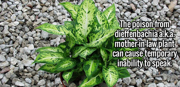 The poison from dieffenbachia a.k.a. motherinlaw.plant can cause temporary inability to speak