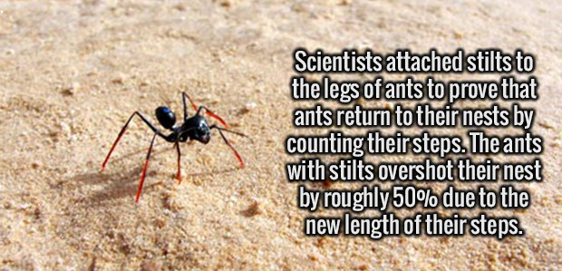 pest - Scientists attached stilts to the legs of ants to prove that ants return to their nests by counting theirsteps. The ants with stilts overshot their nest by roughly 50% due to the new length of their steps.