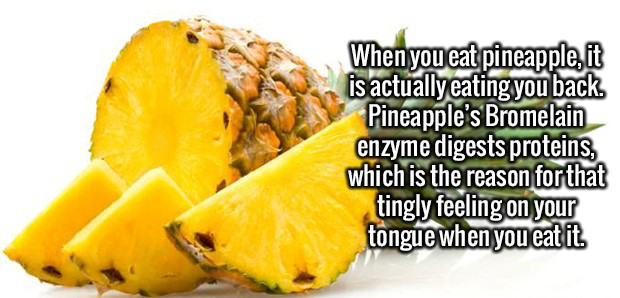 pineapple eats you - When you eat pineapple, it is actually eating you back Pineapple's Bromelain enzyme digests proteins, which is the reason for that tingly feeling on your tongue when you eat it.