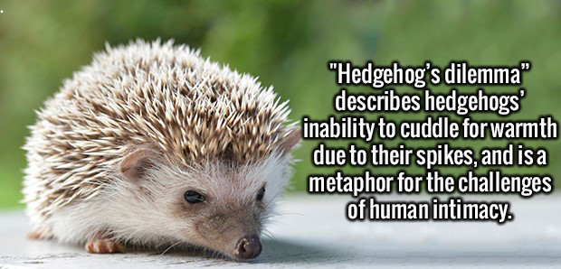 "Hedgehog's dilemma" describes hedgehogs inability to cuddle for warmth due to their spikes, and is a metaphor for the challenges of human intimacy.