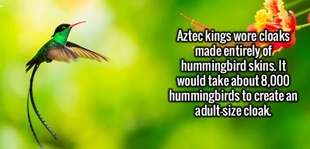 fun facts about hummingbirds - Aztec kings wore cloaks made entirely of hummingbird skins. It would take about 8,000 hummingbirds to create an adultsize cloak.
