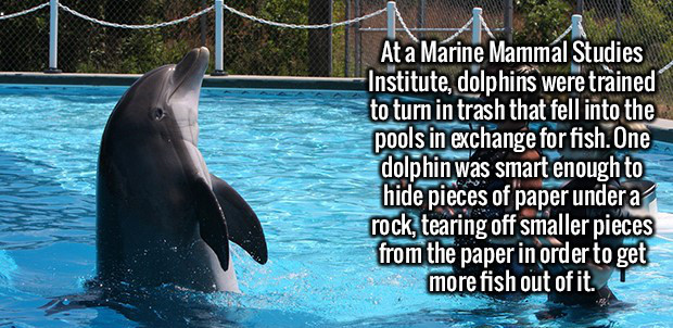 water - At a Marine Mammal Studies Institute, dolphins were trained to turn in trash that fell into the pools in exchange for fish. One dolphin was smart enough to hide pieces of paper under a rock, tearing off smaller pieces from the paper in order to ge