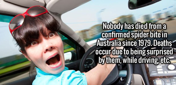 Nobody has died from a confirmed spider bite in Australia since 1979. Deaths occur due to being surprised by them, while driving, etc.