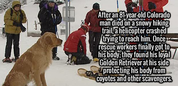 snow - After an 81yearold Colorado man died on a snowy hiking trail, a helicopter crashed trying to reach him. Once rescue workers finally got to his body, they found his loyal Golden Retriever at his side protecting his body from coyotes and other scaven