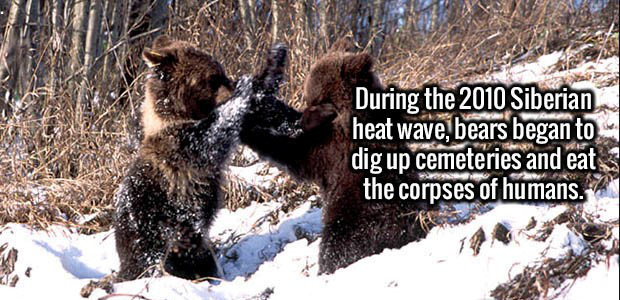 animals of siberia - During the 2010 Siberian heat wave, bears began to dig up cemeteries and eat 3 the corpses of humans.