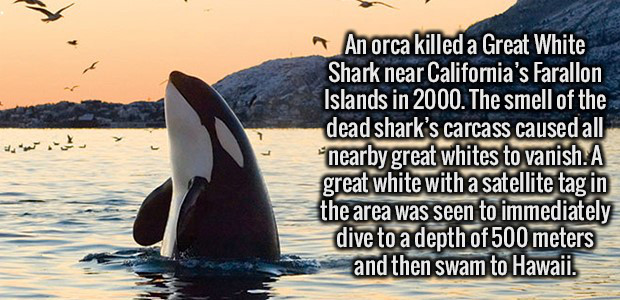 killer whale - An orca killed a Great White Shark near California's Farallon Islands in 2000. The smell of the dead shark's carcass caused all nearby great whites to vanish. A great white with a satellite tag in the area was seen to immediately dive to a 