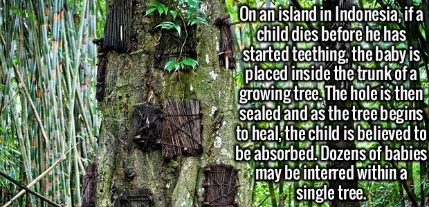 indonesia fun facts - Awa. On an island in Indonesia, ifa child dies before he has started teething, the baby is placed inside the trunk of a growing tree. The hole is then, sealed and as the tree begins to heal, the child is believed to be absorbed. Doze