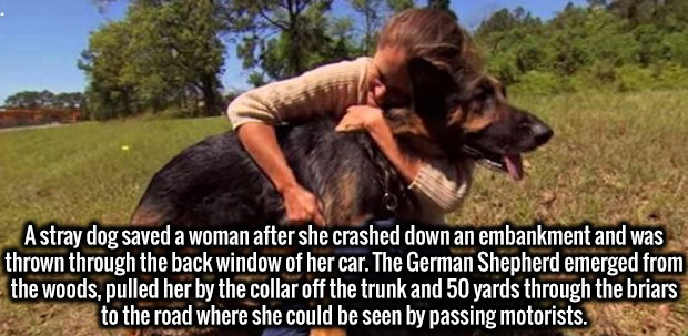 wtf fun fact dog - A stray dog saved a woman after she crashed down an embankment and was thrown through the back window of her car. The German Shepherd emerged from the woods, pulled her by the collar off the trunk and 50 yards through the briars to the 