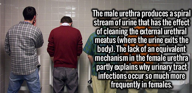 human behavior - The male urethra produces a spiral stream of urine that has the effect of cleaning the external urethral meatus where the urine exits the body. The lack of an equivalent mechanism in the female urethra partly explains why urinary tract in