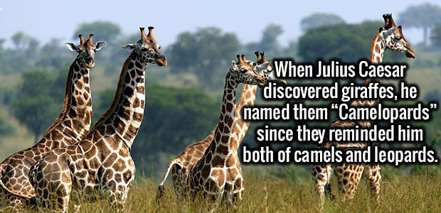 fun facts that make you think - When Julius Caesar discovered giraffes, he named them "Camelopards" y since they reminded him both of camels and leopards.