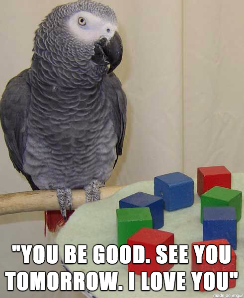 Alex, African gray parrot - Used in comparative psychology research at Brandeis University
Note: Spoken to his handler, Dr. Irene Pepperberg, when she put him in his cage for the night; he was found dead the next morning