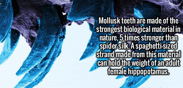 ice - Mollusk teeth are made of the strongest biological material in nature, 5 times stronger than spider silk. A spaghettisized strand made from this material can hold the weight of an adult female hippopotamus.