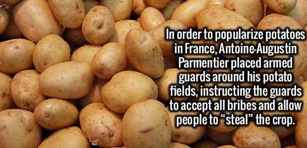 yukon gold potato - In order to popularize potatoes in France, AntoineAugustin Parmentier placed armed guards around his potato fields, instructing the guards to accept all bribes and allow people to steal the crop.