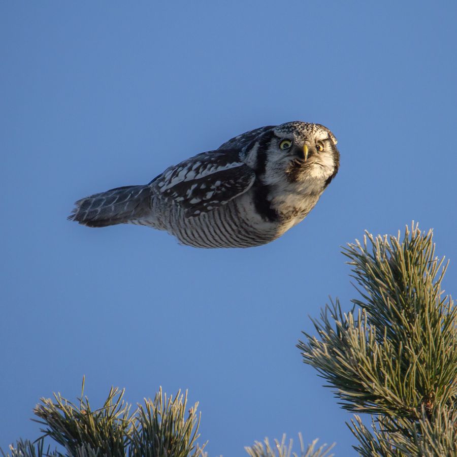 owl without wings