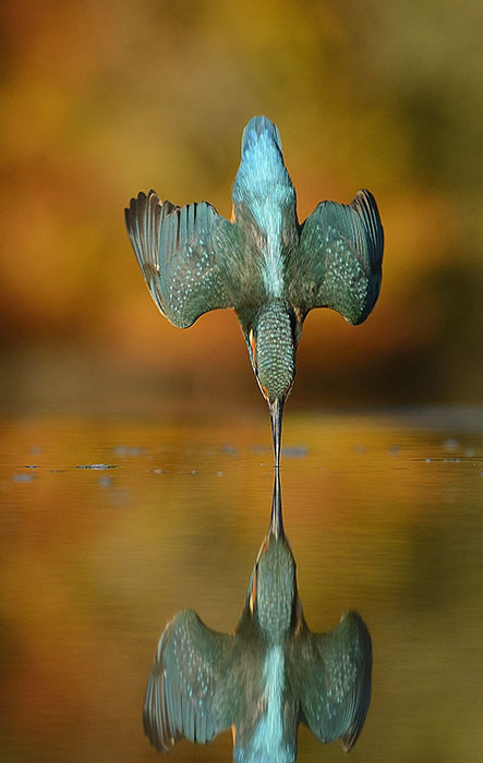bird diving into water
