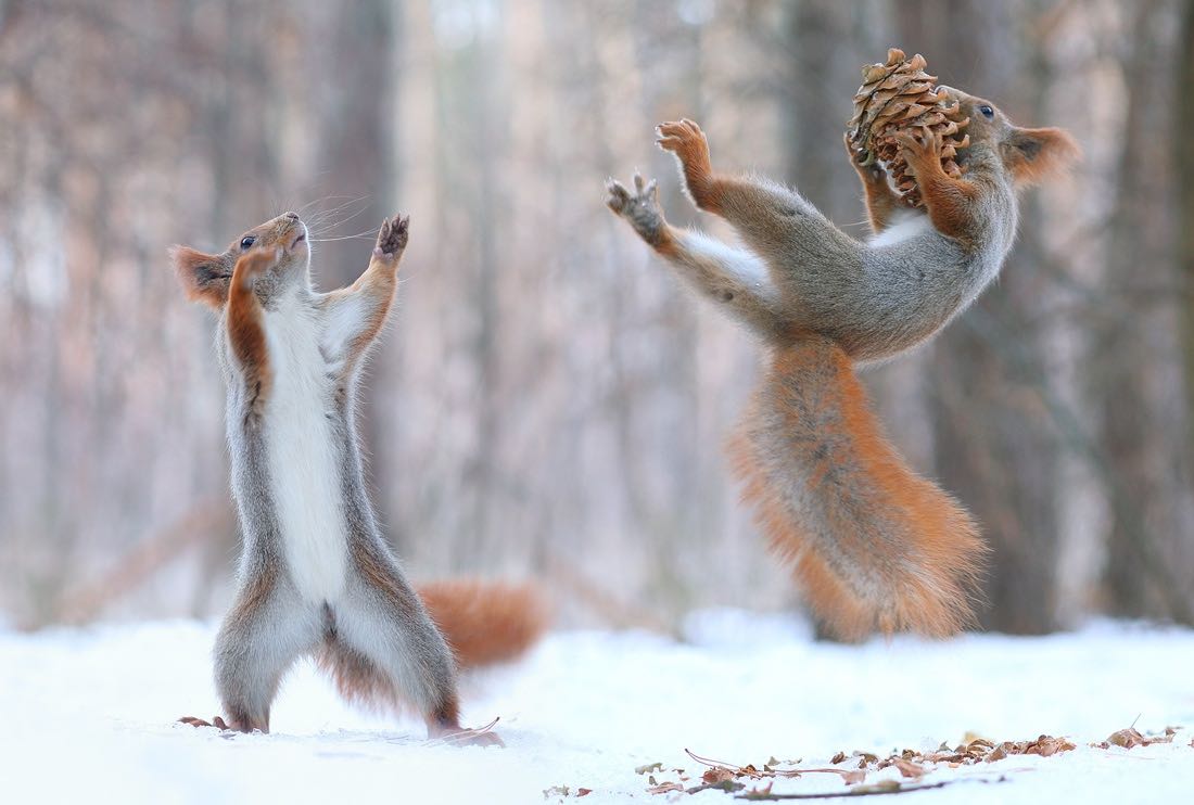 russian squirrels