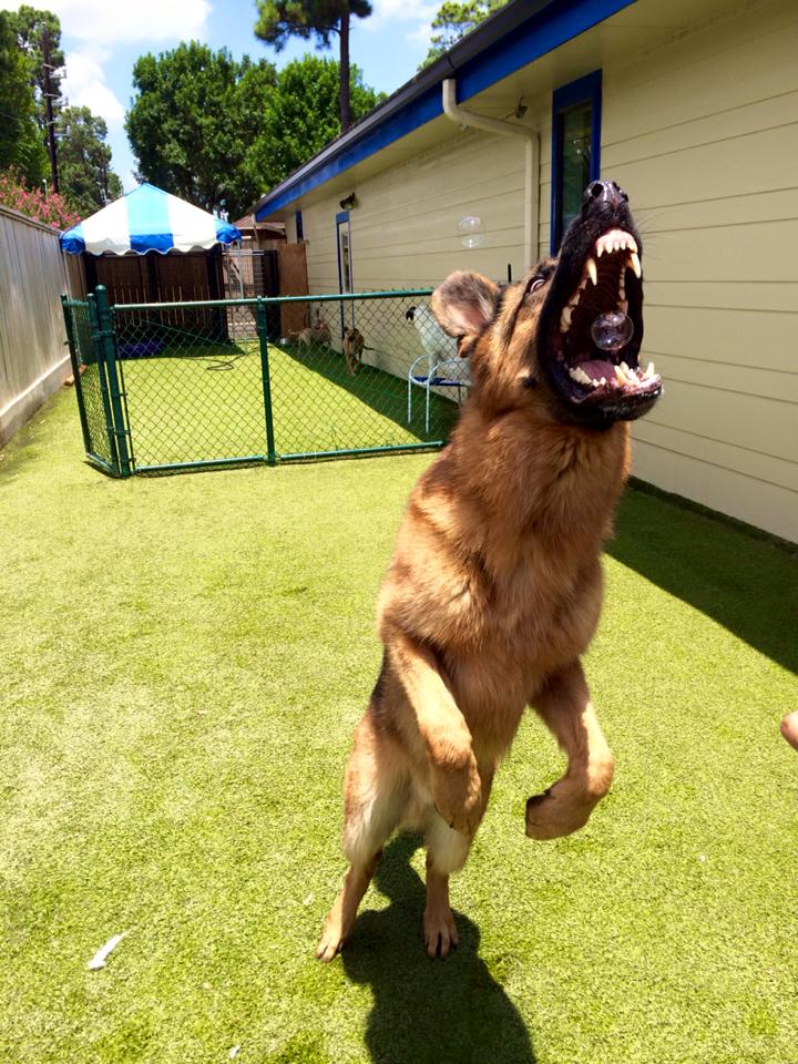 perfectly timed dog