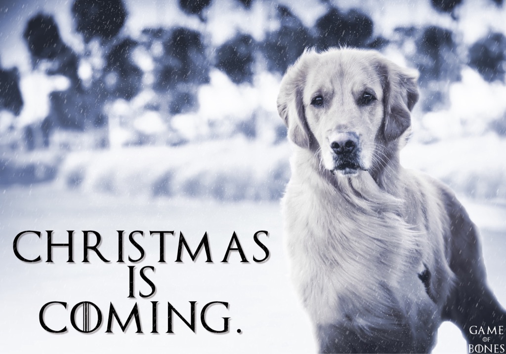 funny dog family christmas cards - Christmas Is Coming. Game Bones 1 Of