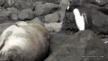 penguin seal gif - HilariousGifs.com