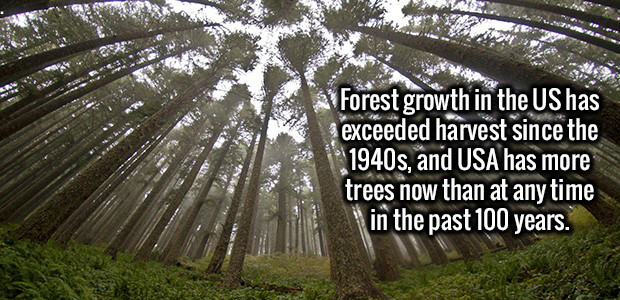 get tested for stds - Forest growth in the Us has exceeded harvest since the 1940s, and Usa has more trees now than at any time in the past 100 years.