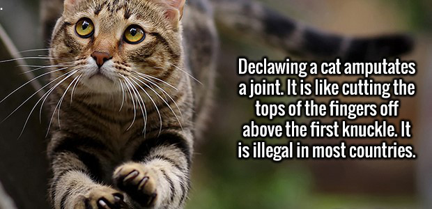 cat cute pose - Declawing a cat amputates a joint. It is cutting the tops of the fingers off above the first knuckle. It is illegal in most countries.