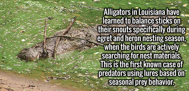 louisiana interesting facts - Alligators in Louisiana have learned to balance sticks on their snouts specifically during egret and heron nesting season, when the birds are actively searching for nest materials. This is the first known case of predators us