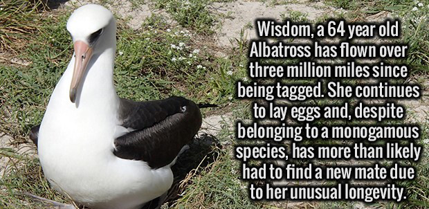 photo caption - Wisdom, a 64 year old Albatross has flown over three million miles since being tagged. She continues to lay eggs and, despite belonging to a monogamous species, has more than ly had to find a new mate due to her unusual longevity.