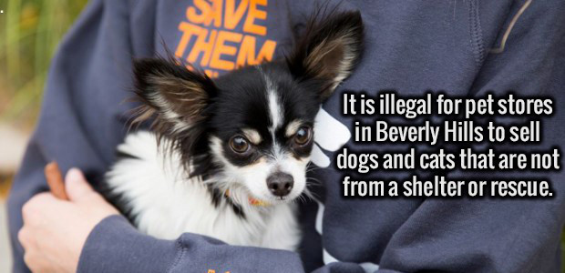 chihuahua - It is illegal for pet stores in Beverly Hills to sell dogs and cats that are not from a shelter or rescue.