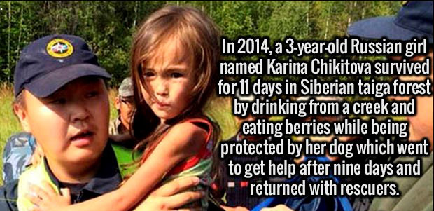nordic days - In 2014, a 3yearold Russian girl named Karina Chikitova survived for 11 days in Siberian taiga forest by drinking from a creek and eating berries while being protected by her dog which went to get help after nine days and returned with rescu