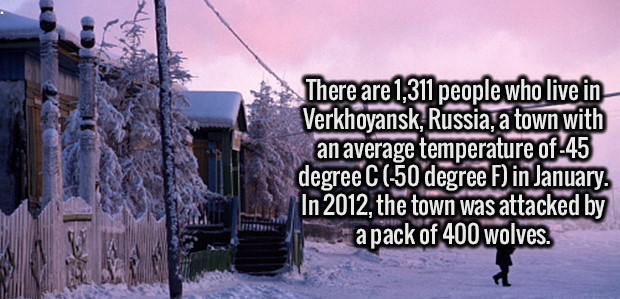 man who treats his woman - There are 1,311 people who live in Verkhoyansk, Russia, a town with an average temperature of45 degree C 50 degree F in January. In 2012, the town was attacked by a pack of 400 wolves.