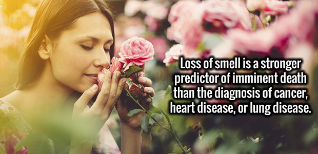 person smelling roses - Loss of smell is a stronger predictor of imminent death than the diagnosis of cancer, heart disease, or lung disease.