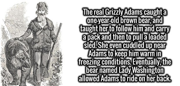 cartoon - The real Grizzly Adams caught a oneyearold brown bear, and taught her to him and carry a pack and then to pull a loaded sled. She even cuddled up near Adams to keep him warm in freezing conditions. Eventually, the bear named Lady Washington allo