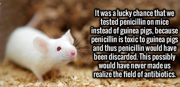 5 fun facts about penicillin - It was a lucky chance that we tested penicillin on mice instead of guinea pigs, because penicillin is toxic to guinea pigs and thus penicillin would have been discarded. This possibly would have never made us realize the fie