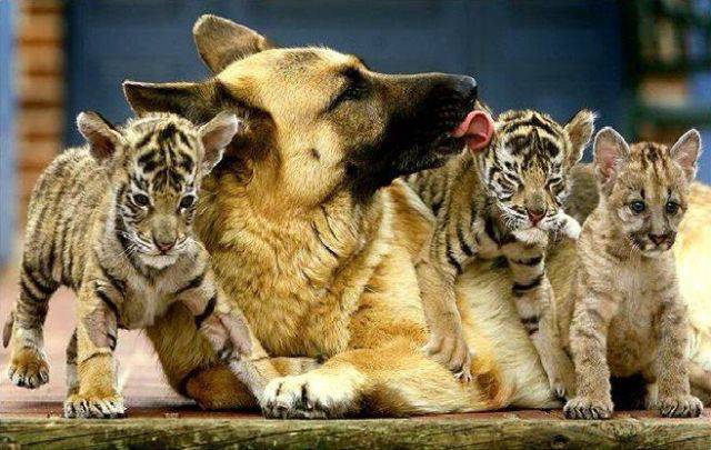 german shepherd with tiger cubs