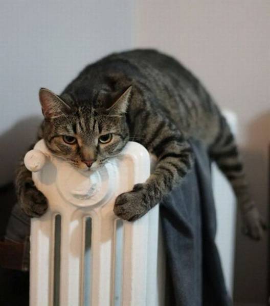 animals keeping warm