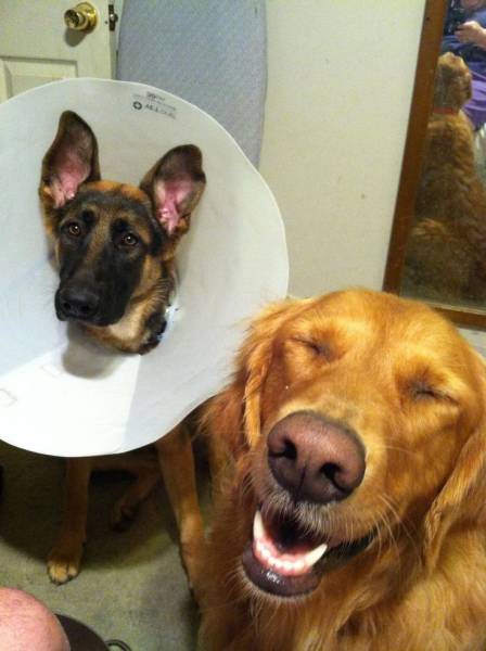 funny dog in cone