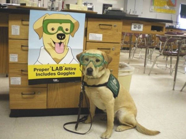 work meme of a Labrador dog working lab goggles