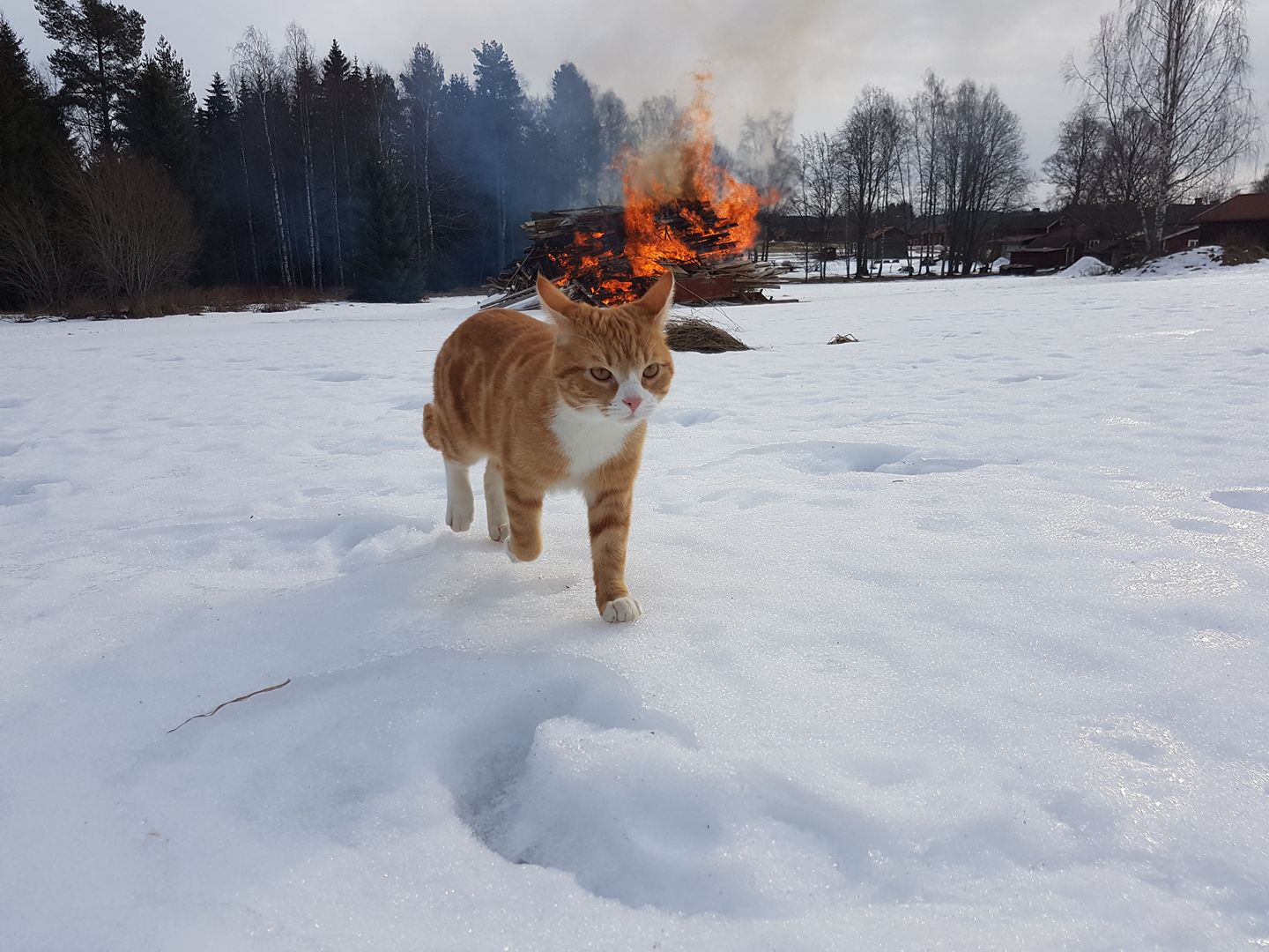 cat walking away from fire - Uu!