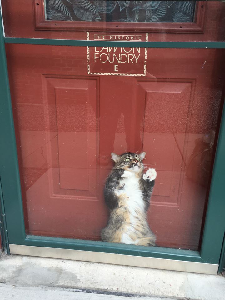 cat stuck in doors - The Historic Avviui Foudry E