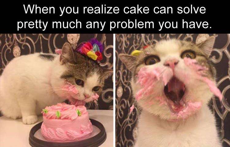 memes - cute animals - When you realize cake can solve pretty much any problem you have.