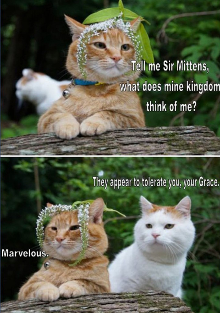 memes - sir mittens meme - Tell me Sir Mittens, what does mine kingdom think of me? They appear to tolerate you, your Grace. Marvelous.