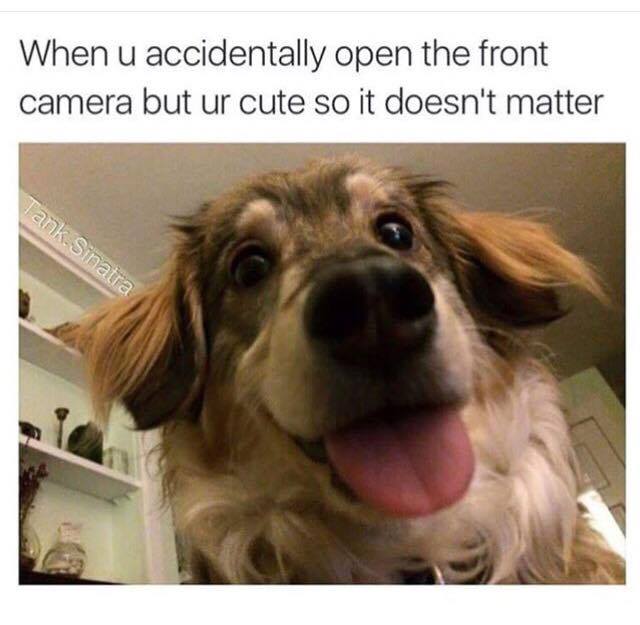 memes- cute dog memes - When u accidentally open the front camera but ur cute so it doesn't matter Tank Sinatra