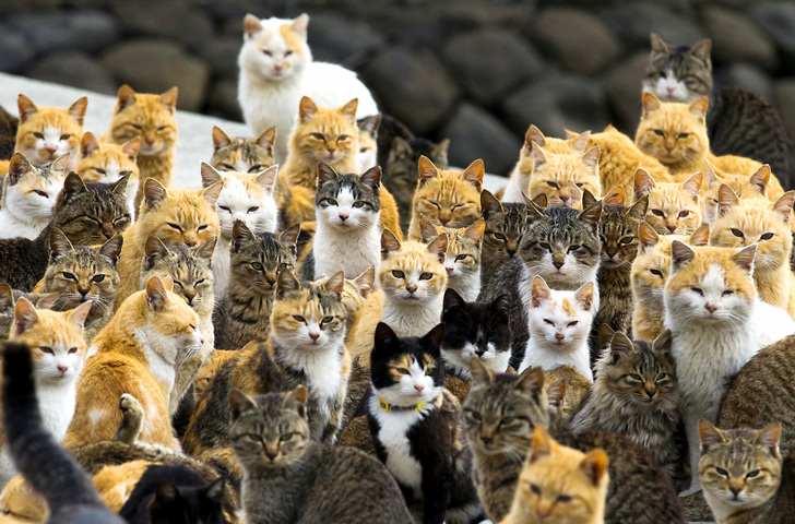 cat army