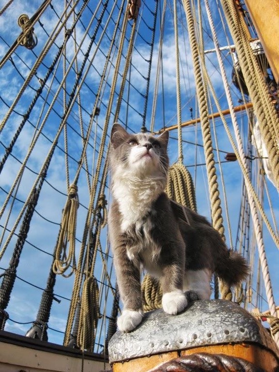 ship cat