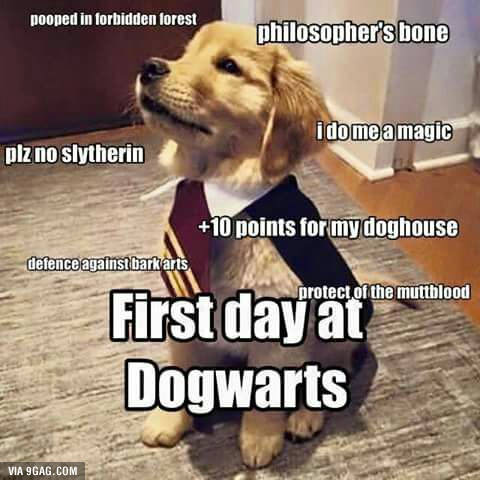 funny animal memes - pooped in forbidden forest philosopher's bone i do me a magic plz no slytherin 10 points for my doghouse defence against bark arts protect of the muttblood First day at Dogwarts Via 9GAG.Com
