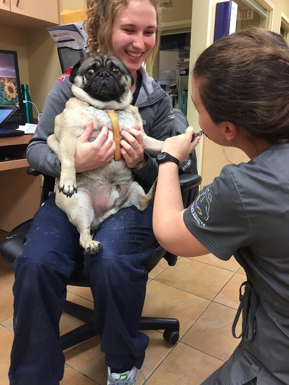 pug getting nails clipped - 1