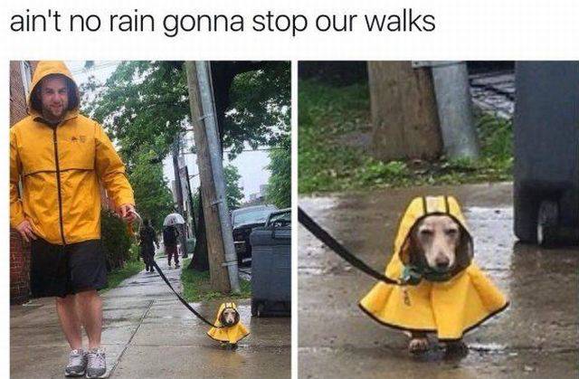 people who went the extra mile for their pets - ain't no rain gonna stop our walks