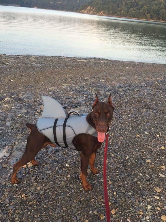 miniature pinscher