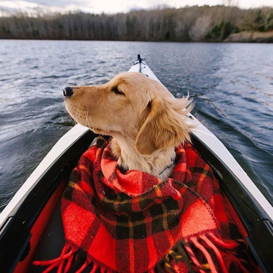 dog with blanket in canoe