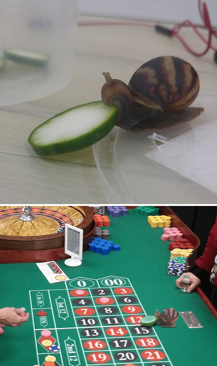 glitch in the matrix snail eating a cucumber